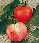 tomatomoneymaker.jpg