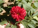 S_P6100022.JPG