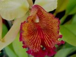 cattleya dowiana 6.jpg