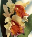 Cattleya dowiana aurea.jpg
