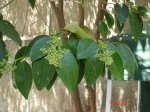 FOTO_ARBOL.JPG