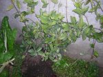 DSCN0263.JPG
