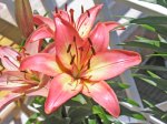 Lilium.jpg