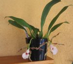 trichopilia dos flores.jpg