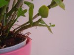 Orquis 003.jpg