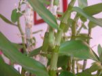 Orquis 005.jpg