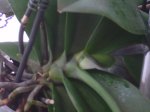 Orquis 014.jpg