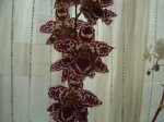 Orquis 006.jpg