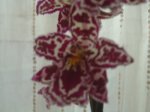 Orquis 007.jpg