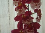 Orquis 010.jpg