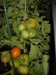 TOMATES (Large).jpg