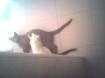 ADOPTADO.jpg