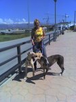 mis GALGOS.jpg
