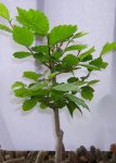 ulmus1.jpg