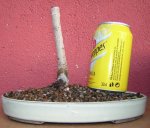 ulmus2.jpg
