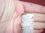 ulmus3.jpg