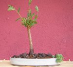 ulmus5.jpg