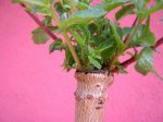 ulmus8.jpg