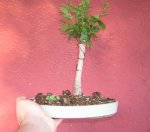 ulmus10.jpg