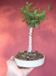 ulmus11.jpg