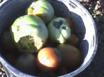 tomates 1.jpg