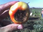 tomates 2.jpg