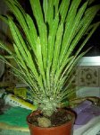 Plantas 1 026.jpg