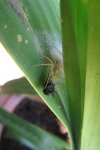 Cymb_araña.JPG