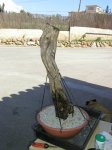foto bons sóller 041.jpg