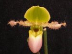 DSCN52912.JPG