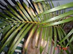 palmera.jpg