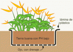 Heliconias.gif