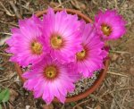 echinocereuspseudopectinatusfl.jpg
