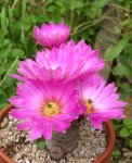 echinocereuspseudopectinatusbi.jpg