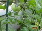 TOMATES 004 (Custom) (Large) (Custom).jpg