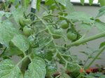 TOMATES 002 (Custom) (2).jpg