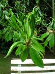 Magnolio 1.JPG