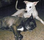 LOCALPAG_4_ABAJO_perros_01.jpg