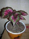 DSCN0282.JPG