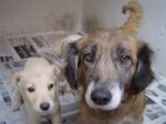 thumb_perros_tristes.jpg