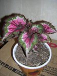 DSCN0284.JPG