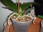 phal1.jpg
