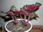 DSCN0287.JPG
