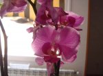 flores2.jpg