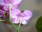 flor1.jpg