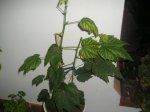 abutilon.2jpg.jpg