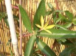 CIMG0987-pasi1.jpg