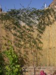 CIMG0982-pasi1.jpg