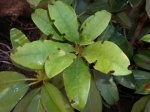 CIMG0988-rodo1.jpg