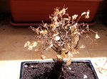 DSCI0311zelkova.jpg
